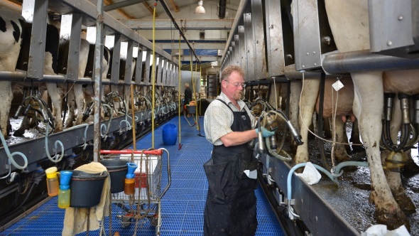 Salle de traite 2x16 dans une exploitation de 1.200 vaches traites trois fois par jour. Un exemple de la conversion de l'agriculture allemande vers des modèles industriels et productifs
