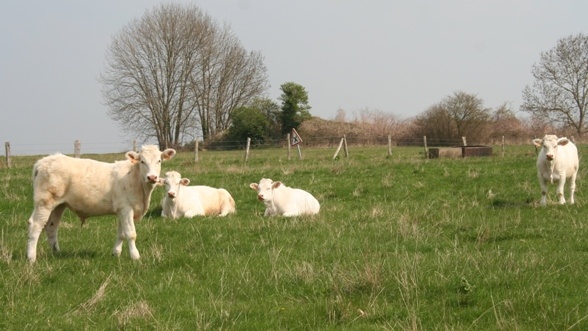 production de gros bovins