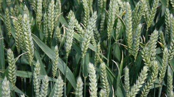 Epis de blé 