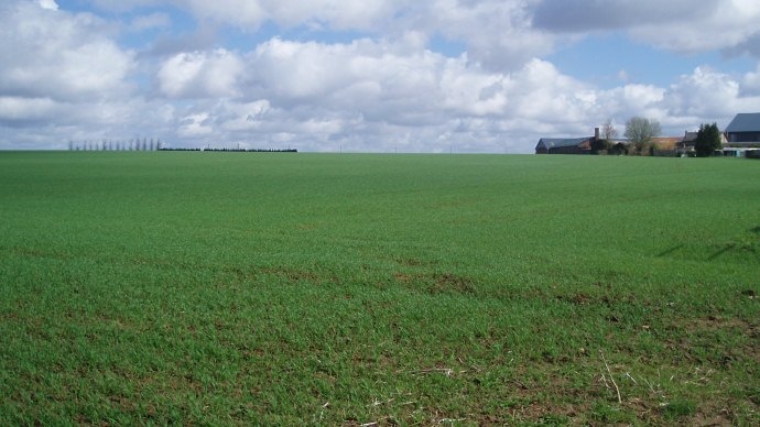 Plaine avec blé