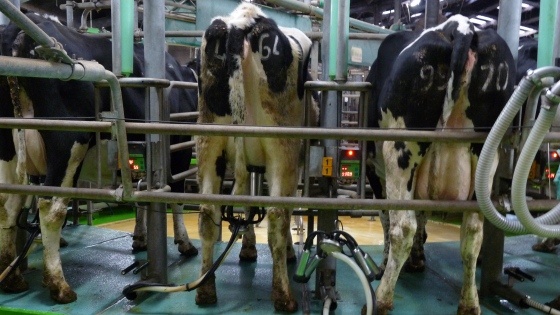 Traite des vaches 