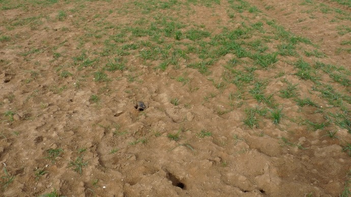 Dégâts de campagnols dans une parcelle de blé.