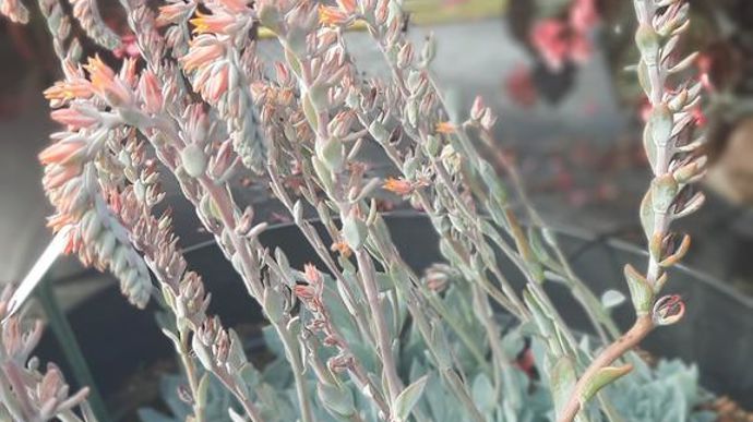 Echeveria peacockii ‘Urban' Orange.
