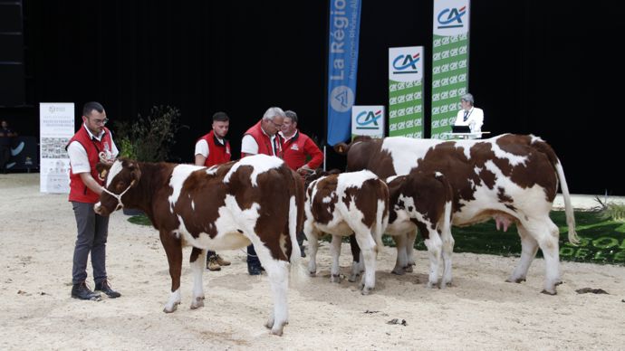  - Sonnette, fille d'Ourasi et de Niquette, vient du Gaec Elevage Menard dans le Maine-et-Loire. Cette génisse rouge des prés très docile présente une belle finesse d'os. Elle a été vendue 2 600 euros.