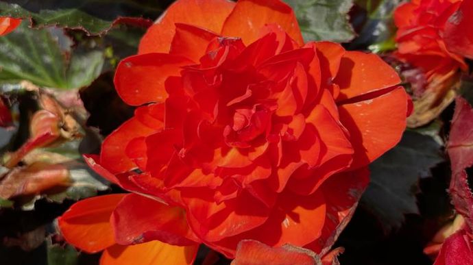 Begonia x hybrida 'I'Conia' Portofino Dark Orange.