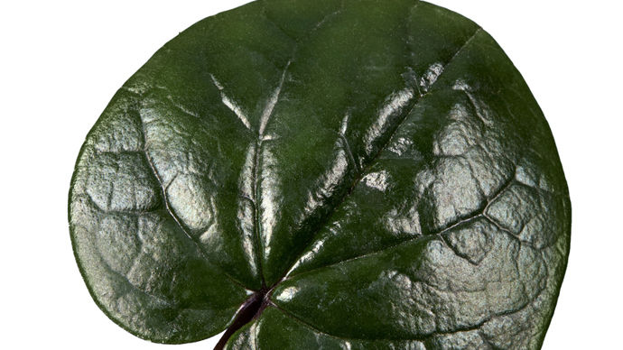 Cyclamen coum KOUMY®. Fuchsia vert.