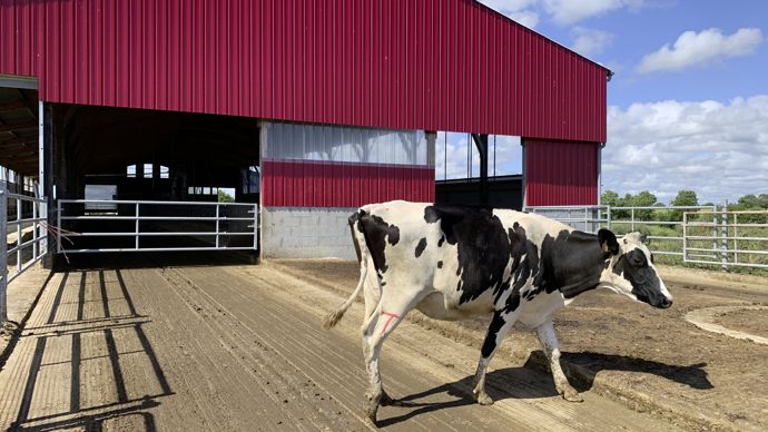 L’hiver, les vaches peuvent sortir sur cette aire d’exercice extérieure, entre le bâtiment et la fosse à lisier, ce qui contribue à casser le rythme de leur quotidien. Large de 16 m et longue de 15 m, elle correspond en fait à la surface prévue pour une éventuelle extension. Ce n’est pas pour l’instant dans les projets.