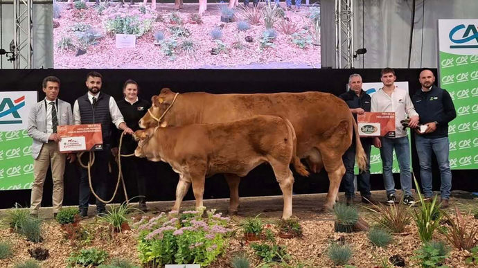 Pocahontas rafle deux prix, celui de la meilleure femelle adulte de qualité bouchère et le prix de synthèse meilleure reproductrice. Elle provient du Gaec de Bourdarias en Corrèze.