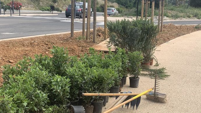10.Plusieurs centaines de lauriers tin, arbres à perruque et autre espèces méditerranéennes ont pris place le long de la ligne 2 du trambus de la préfecture du Gard. ©P. Fayolle