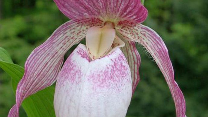 01. Cypripedium : Des orchidées de jardin vivaces.