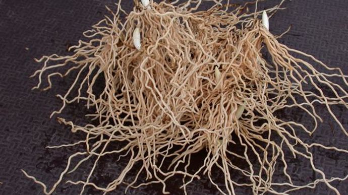 02. Les jeunes plantes sont produites à partir de semences, en haute Bavière, pendant 3 à 5 ans en pleine terre, jusqu'à récolte d'un rhizome (photo). La taille et la qualité sanitaire des rhizomes sont importantes au départ pour ensuite donner des plantes qui se cultivent facilement et sans risques.