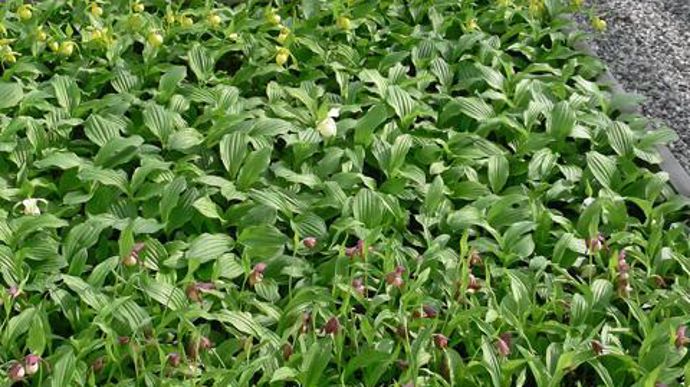 03. Trois stades sont expédiés aux producteurs, fin septembre : 
. « non fleuri » : des rhizomes qui ont encore besoin de 1 à 2 ans de culture avant la floraison ;
. « jumbo » : rhizomes aptes à fleurir mais livrés en racines nues ;
. « prêt à fleurir » : rhizomes empotés, à finir pour le printemps suivant. Ce stade peut être commercialisé tout au long de l'année tant que le substrat n'est pas gelé (en hiver).