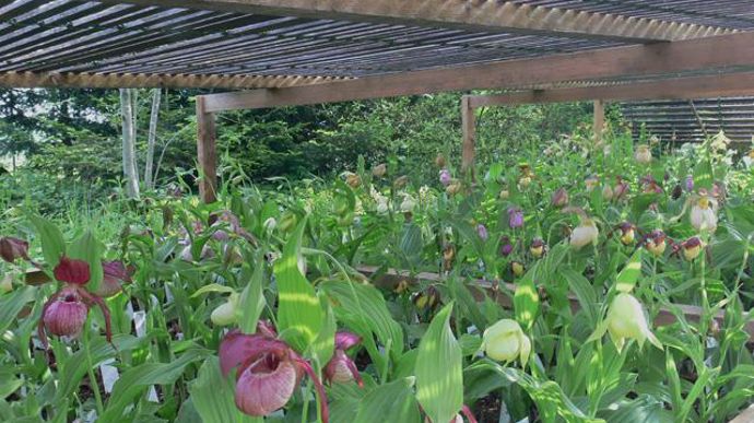 04. Etant originaires de forêts claires, ces orchidées n'aiment pas le soleil chaud et direct : leur production est possible en pleine terre ou en pots, impérativement sous ombrière.