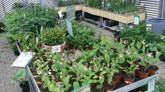 05. Un gros sujet en touffe, mis en valeur sur une tablette de vente, montrera aux consommateurs et jardiniers le potentiel de développement de ce type d'hybrides.