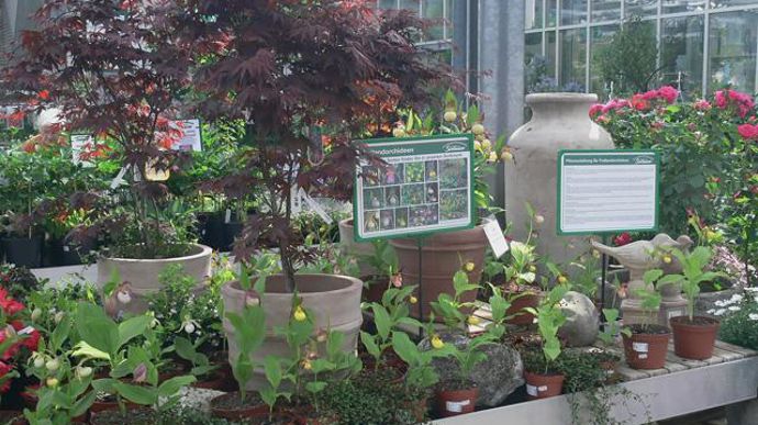 06. Les érables japonais font également une association opportune, sur la tablette de vente en apportant de l'ombre aux orchidées. Ensuite, au jardin, leurs racines n'entreront pas trop en compétition pour l'eau et les nutriments.