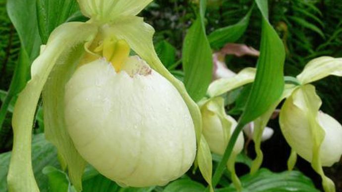 07. Zoom sur Cypripedium hybride ‘Aki Pastel'. Selon les cultivars, une fleur tient jusqu'à 2 à 3 semaines, et la floraison s'étale en mai et/ou juin. La floraison devient plus importante au fil des années.