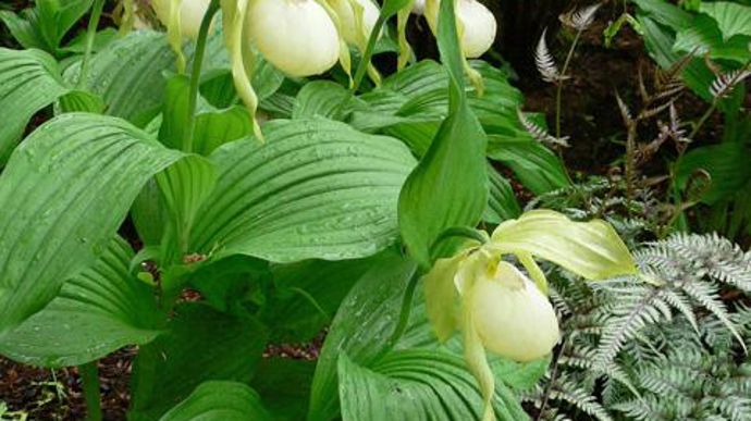 08. Cypripedium hybride ‘Aki Pastel' en pleine terre. La durée de vie d'une plante s'étale sur plusieurs décades.