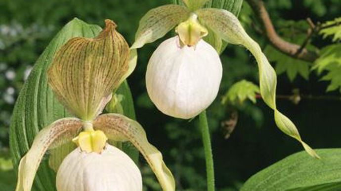 09. Cypripedium hybride ‘Aki Pastel' : les plantes étant issues de semences, les coloris peuvent montrer de légères variantes.