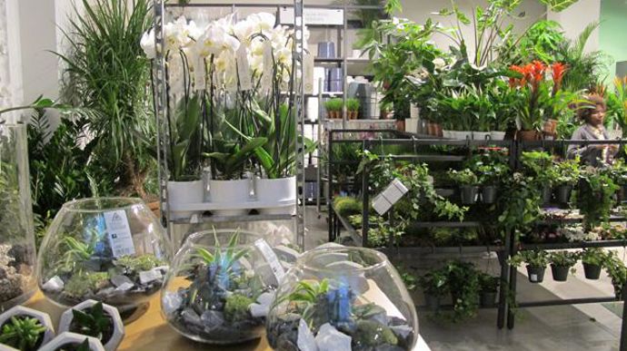 ©P.Fayolle On peut observer dans le nouveau magasin de Toulouse de nombreuses tendances fortes du moment, en particulier les terrariums, qui font fureur actuellement. 