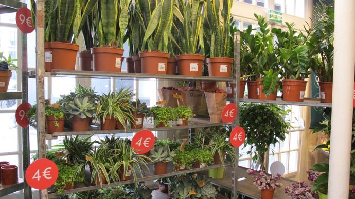Des plantes pour tous les budgets, mais ultra tendance, comme ces Sansevieria que l’on croyait abandonnés après les années 1980, composent l’offre du magasin. ©P.Fayolle