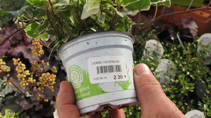 © Valérie Vidril Toutes les plantes possèdent une étiquette affichant le nom, le prix et un code à barres qui facilite la gestion et le passage en caisse. 