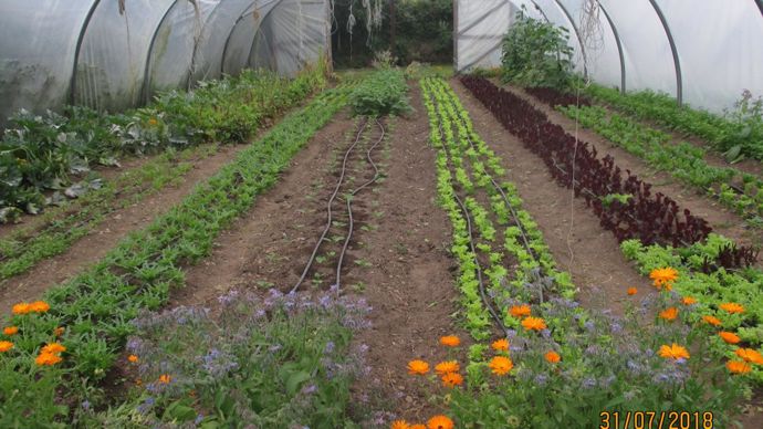 Découverte de cultures maraîchères bio sous serre à Little Black Hill Farm en Irlande. ©Lycée Costa de Beauregard