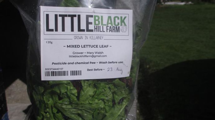 Conditionnement de laitues dans l’exploitation maraîchère Little Black Hill Farm en Irlande. ©Lycée Costa de Beauregard