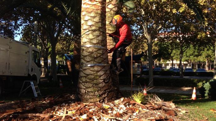Taille d’un palmier à Reus en Catalogne (Espagne). ©Lycée Costa de Beauregard