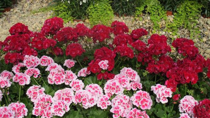 10. Pelargonium zonale PAC® Flower Fairy® Velvet (nouveauté 2011/2012) et White Splash.