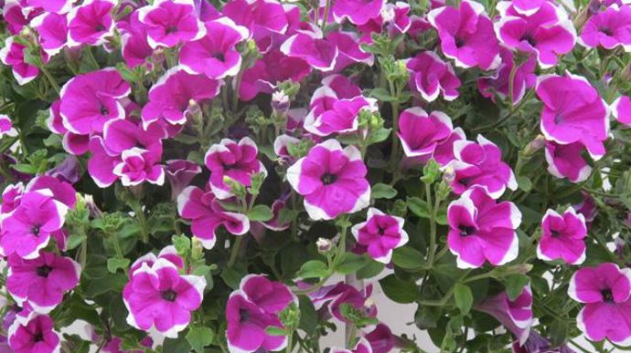 11. Petunia retombant PAC® Happytoonia® Picotee Purple.