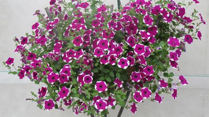 12. Petunia retombant PAC® Prettytoonia® Purple Star. Nouveauté 2011/2012.