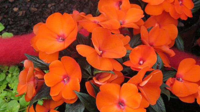 13. Impatiens de Nouvelle Guinée PAC® Impacio® Orange. Nouveauté 2011/2012.