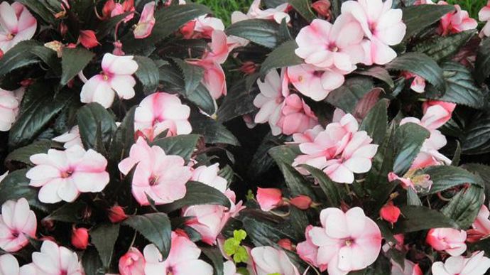 14.Impatiens Nouvelle Guinée PAC® Impacio® Pearl. Nouveauté 2011/2012.