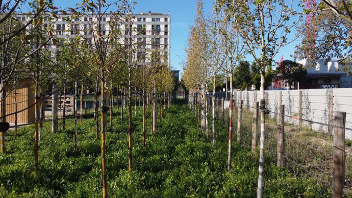 Pépinière à Ivry-sur-Seine  (94) : création d'une pépinière urbaine comme réservoir de végétaux pour les futurs projets et réduire les risques lors des transplantations.