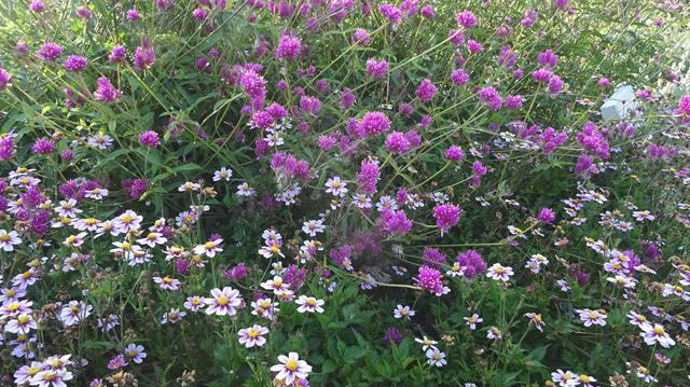 © Sébastien Guillet Bidens 'Pirate's Dawn Star', testé à Agrocampus Ouest à Angers (49). 