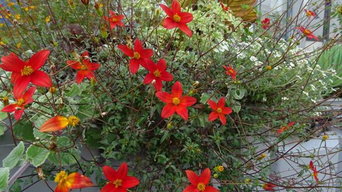 © Sébastien Guillet Bidens triplinerva 'Red Drop' gros plan, testé à Agrocampus Ouest à Angers (49). 