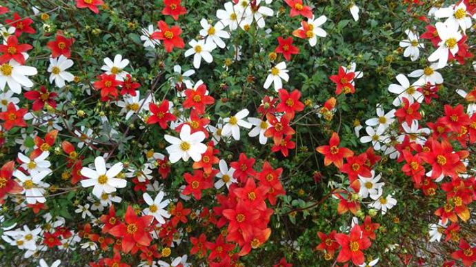 © Sébastien Guillet Bidens triplinerva 'Red Drop' en association, testé à Agrocampus Ouest à Angers (49). 