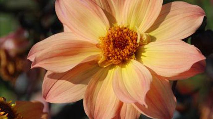 © Excellence Végétale/ E. Turc Dahlia 'Tropique', Label Rouge, jugé à Beaufort-en-Vallée (49). 