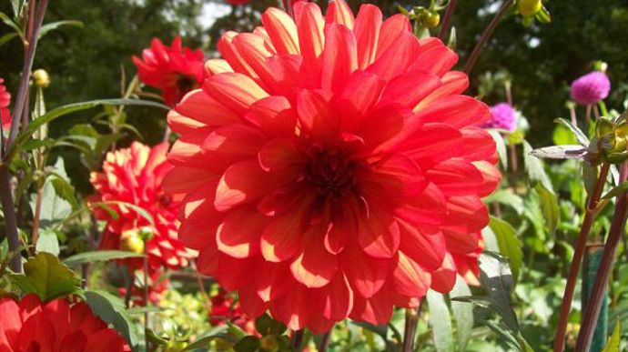  © Excellence Végétale Dahlia (non baptisé), 1er prix du concours international au parc floral de Vincennes à Paris, obtention d'un amateur Christophe Kneblewski.