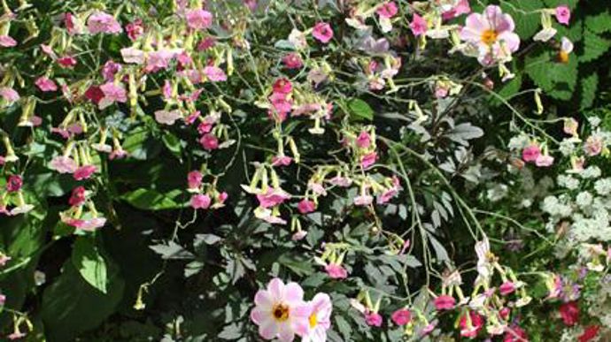 ©Bertrand Sauvage Nicotiana 'Marshmallow' associé à des dahlias, à Tours (37). 