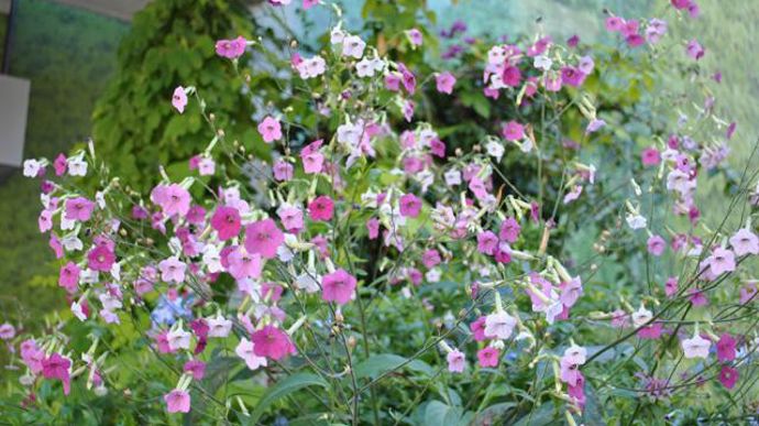 ©Bertrand Sauvage Nicotiana 'Marshmallow' gros plan, testé à Tours (37). 