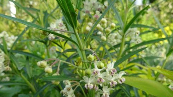 © Sébastien Guillet Gomphocarpus fruticosus 'Cotton Blush' en fleurs, testé à Agrocampus Ouest à Angers (49). 