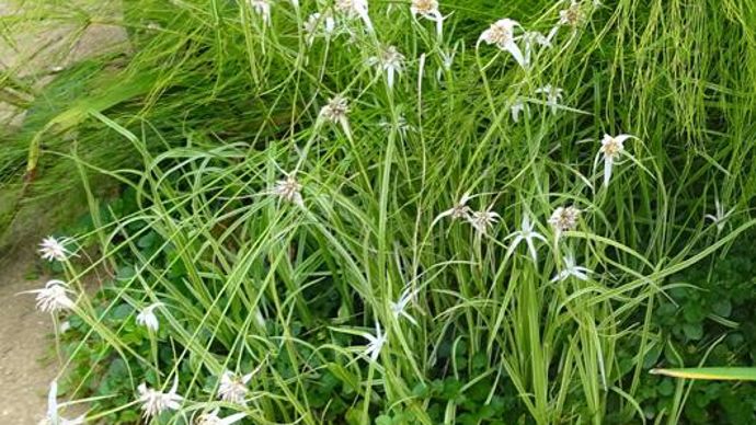 © Sébastien Guillet hynchospora colorata, testé à Agrocampus Ouest à Angers (49). 