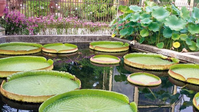 Parmi les plantes remarquables, un palmier nain, surnommé palmier de Goethe, planté en 1585. Il est protégé des vents grâce à une mini-serre (en arrière plan sur la photo). ©Léna Hespel