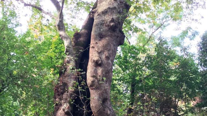 Autre arbre remarquable : un platane au tronc creux qui date de 1680. ©Léna Hespel