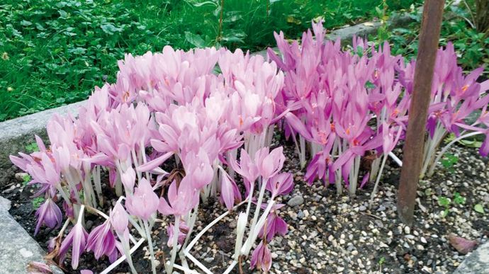 Le jardin répertorie également différentes plantes toxiques, dont certaines mortelles. ©Léna Hespel