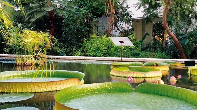 Les serres sont divisées en 5 parties. On peut y admirer des plantes tropicales et désertiques des différents continents. Ici Victoria amazonica, ou lotus géant. ©Léna Hespel