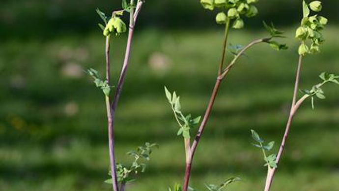 01. Grand Prix Saint-Jean de Beauregard 2013. Mathiasella bupleuroides ‘Green Dream' (photo plan large). Rustique sous nos climats, cette vivace est une apiacée mexicaine, la seule et unique représentante de ce genre. (Exposition : soleil, mi-ombre. Sol : riche et frais, bien drainé, sans humidité hivernale. Floraison : avril à juillet). Pépinières Delabroye, 59 496 Hantay - www.mytho-fleurs.com 