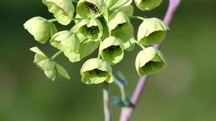 02.…/… Mathiasella bupleuroides ‘Green Dream'. Particulièrement intéressante visuellement et très graphique, elle peut atteindre jusqu'à 1 mètre de hauteur et se distingue par la beauté et la durée de sa floraison. Elle se pare - au printemps - d'ombelles de clochettes vert jade qui se teintent progressivement de rose et persistent jusqu'à l'automne.