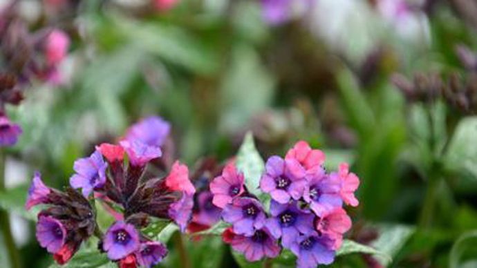 03. Trophée Saint-Jean-de-Beauragard 2013 catégorie vivaces. Pulmonaria saccharata ‘Silver Bouquet' (photo plan large). Cette nouvelle pulmonaire au port bien dressé (30 cm) et élégante par son feuillage argenté, est idéale en potée, en bordure ou en couvre-sol. (Exposition : mi-ombre/ombre. Sol : frais à humide, humifère. Rusticité : excellente). Pépinière du Beau Pays, 62 730 Marck - ww.jardindubeaupays.fr 